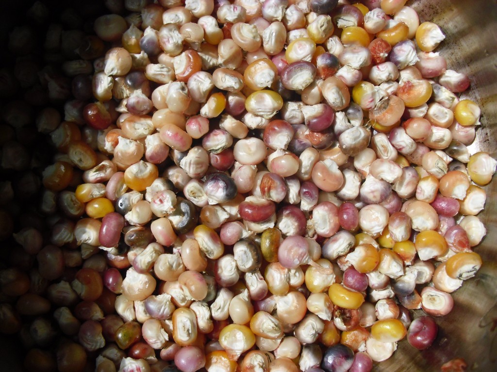 PHOTO: A pile of corn kernels.