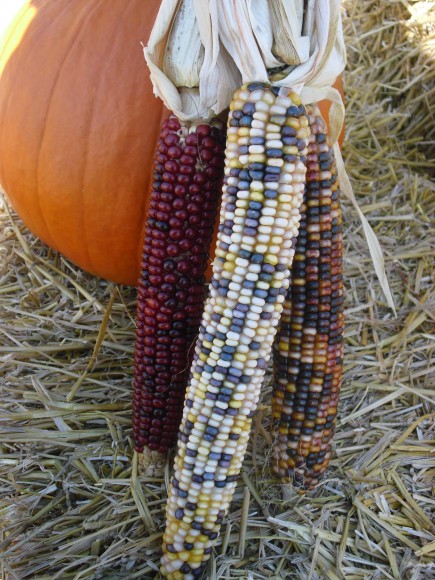 PHOTO: Three ears of Indian corn leaning against a pumpkin.