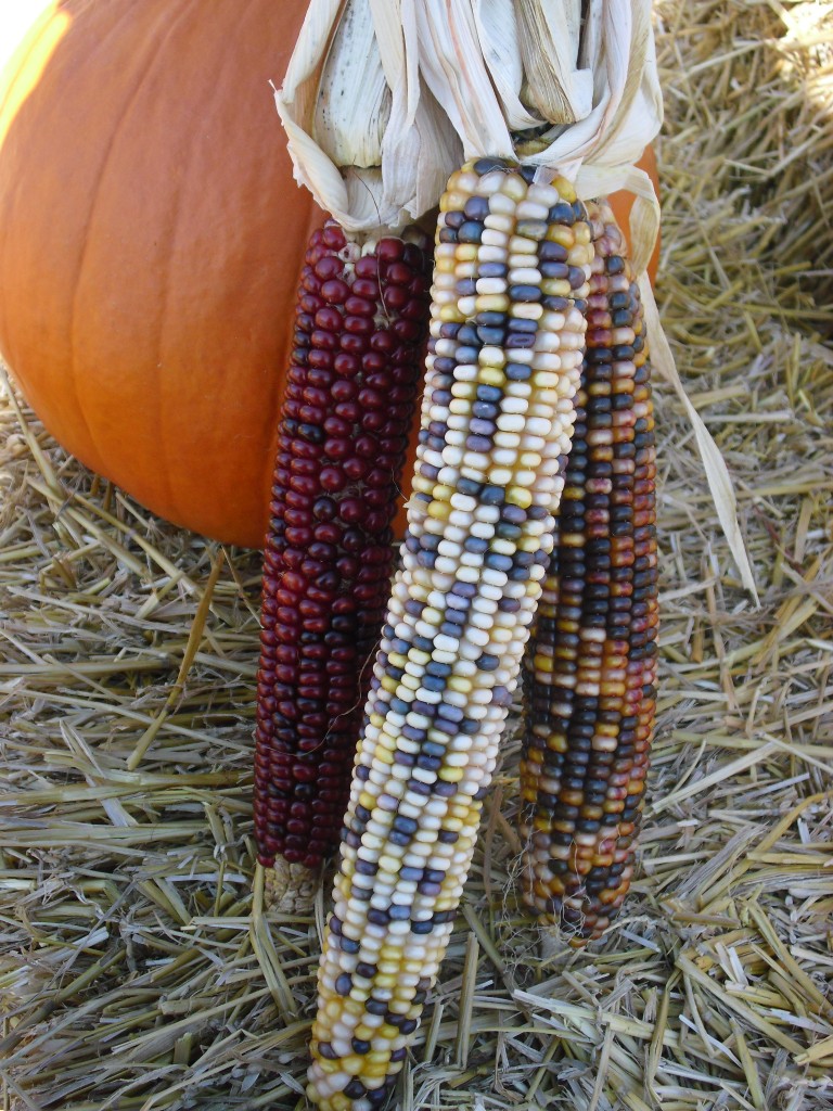 PHOTO: Indian corn and pumpkin.
