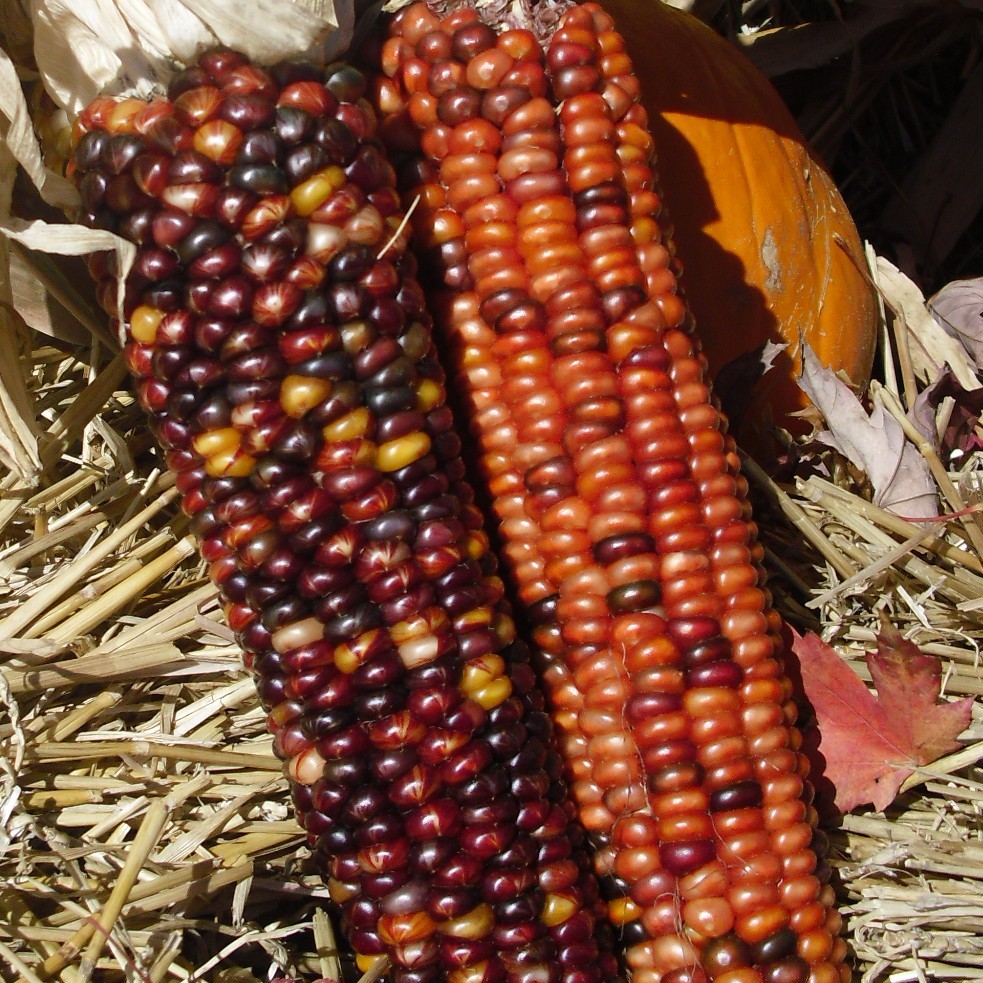 Wearable Indian Corn