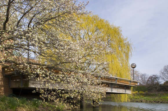 PHOTO: A view from the Skokie Lagoons of the cafe deck, with trees in bloom.