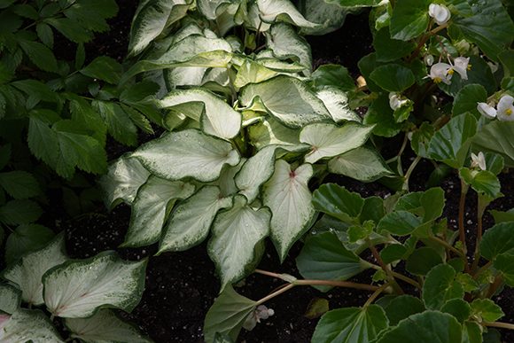 Caladium bicolor 'White Dynasty'