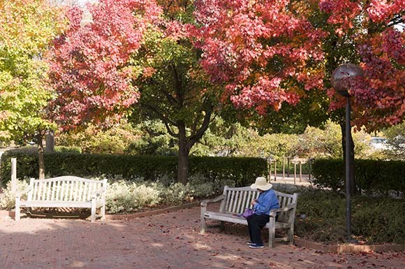 Callery pear and euonymous plantings at the Visitor Center entrance in autumn of 2010.