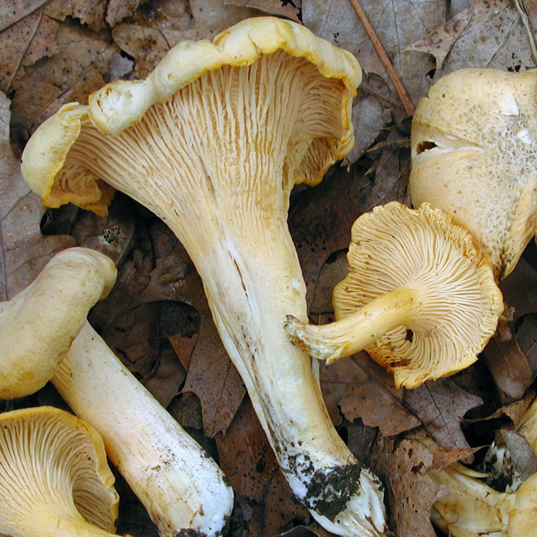 Mushroom Discovery