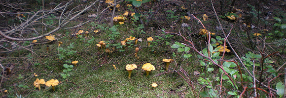 PHOTO: A group of chantarelles found in the woods.