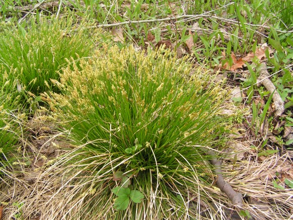 PHOTO: A clump of blooming sedge grass.