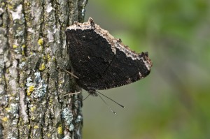 PHOTO: The Mourning cloak butterfly.