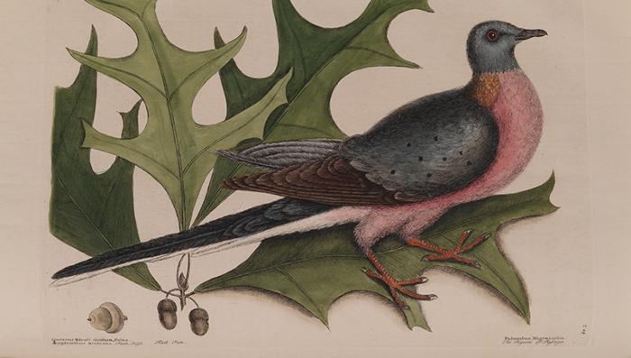 Pigeon illustration by English naturalist Mark Catesby