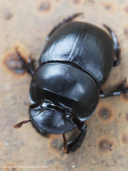 PHOTO: Dung beetle (Catharsius sp.)