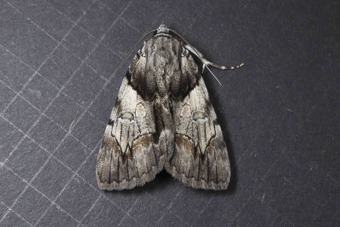 The Nocturnal Nuance of Moths