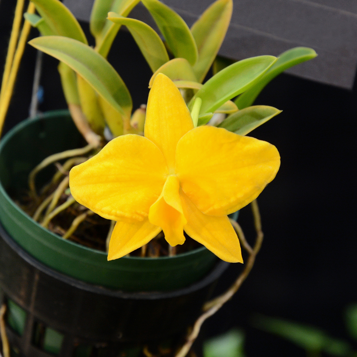 brazilian orchids – My Chicago Botanic Garden
