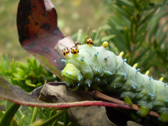 PHOTO: Cecropia moth caterpillar (Hyalophora cecropia).