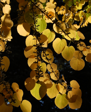 PHOTO: The late fall foliage of the katsura tree.