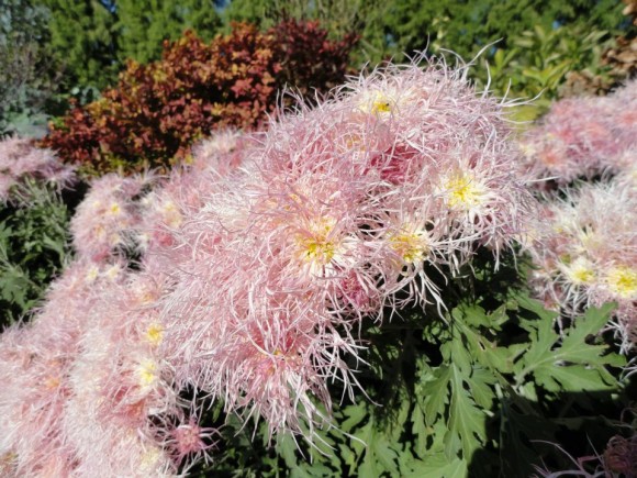 PHOTO: Chrysanthemum 'Wisp of Pink'.