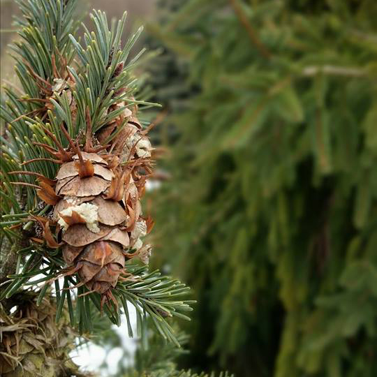 Conifers to Light Up the Winter Garden