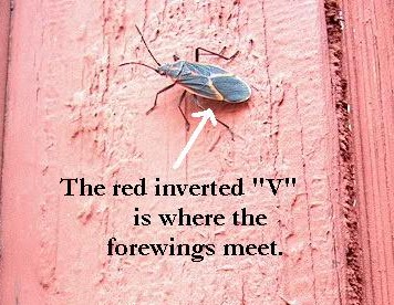 PHOTO: this closeup of a boxelder bug has an arrow pointed to the red "V" on the bug's back where the forewings meet.