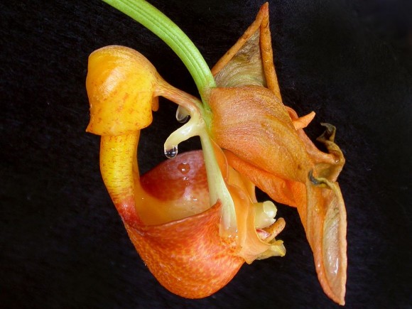 PHOTO: Closeup of Coryanthes speciosa, showing bucket and drip of nectar.