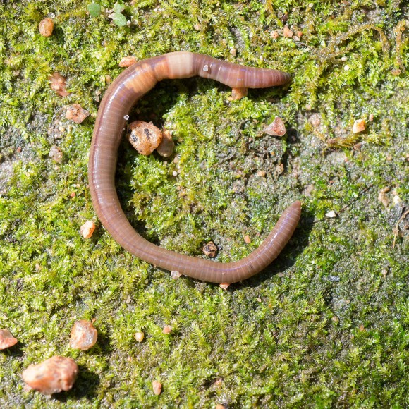 PHOTO: Crazy Worm (Amynthas agrestis).