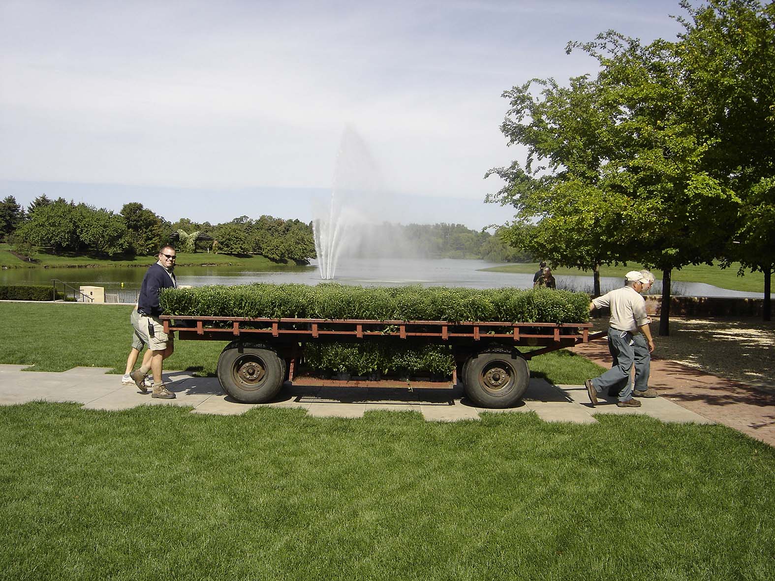 PHOTO: Garden staff are moving a large wagon loaded with potted mums to be transplanted in the Circle garden.