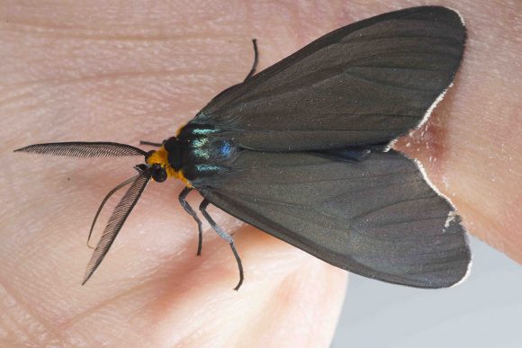 PHOTO: Ctenucha virginica (Virginia Ctenucha) moth.