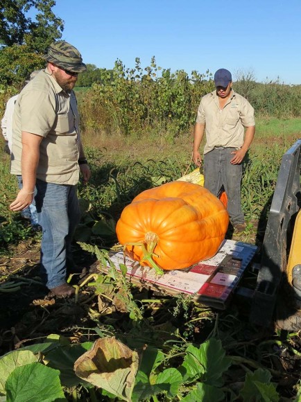 PHOTO: Growers and staff positioning a mammoth pumpkin on a forklift.