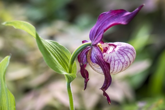 PHOTO: Cypripedium Gisela gx Lady's Slipper orchid.