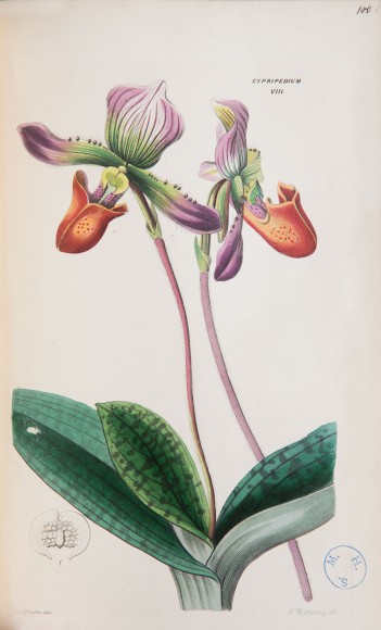 ILLUSTRATION: An unidentified Cypripedium, or slipper orchid.