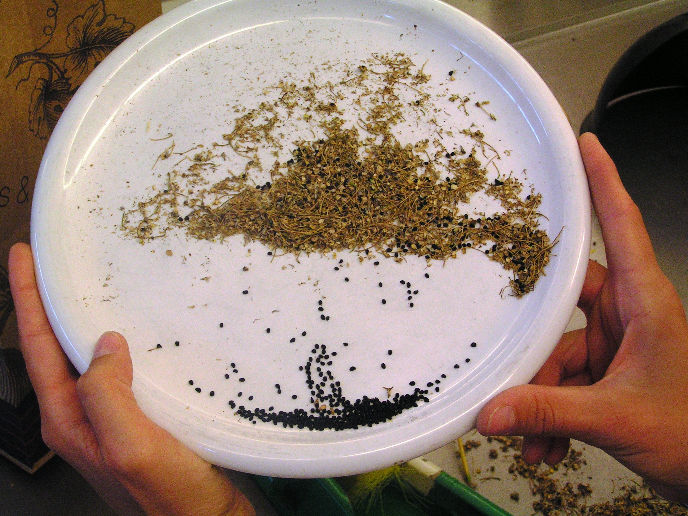 PHOTO: Hands hold a plate of seeds being sorted from chaff.