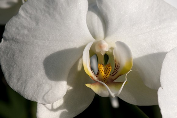 PHOTO: Orchids.