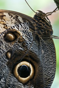PHOTO: Detail of Owl Butterfly