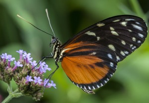 PHOTO: Hecale Longwing
