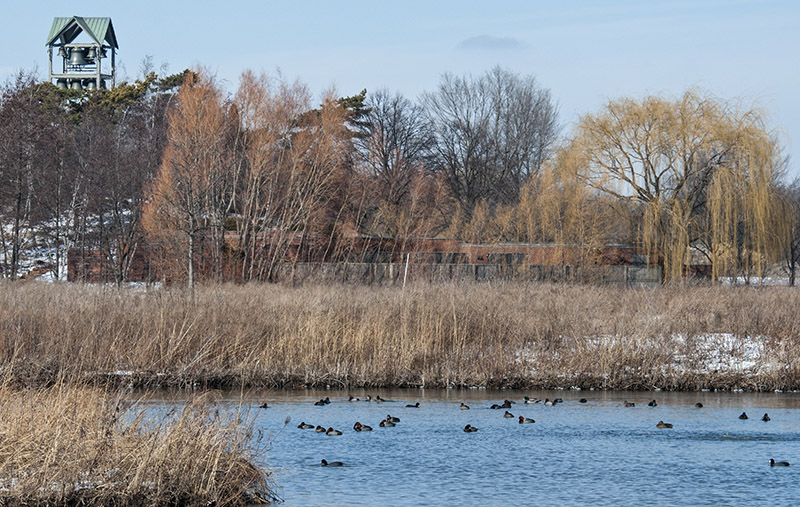 PHOTO: view of ducks from the prairie.
