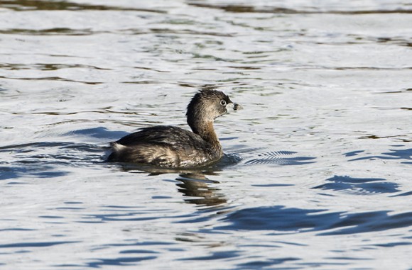 PHOTO: A ruffled, adolescent pied-billed grebe floats on the water.