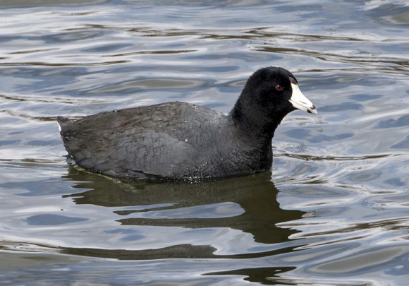 PHOTO: American Coot.