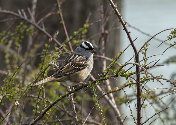 PHOTO: White-crowned sparrow.