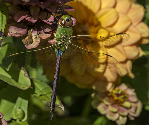 One of the large Darner dragonflies that migrates in the fall. ©Carol Freeman