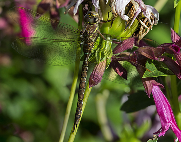 One of the migrating dragonflies. ©Carol Freeman