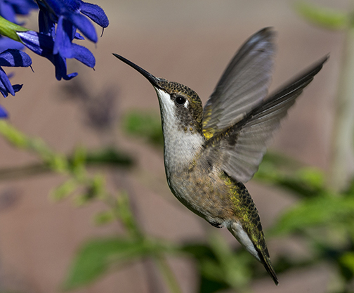 There are many young hummingbirds zipping around, taking advantage of all the wonder nectar sources. You can find them almost anywhere in the garden where there are flowers. ©Carol Freeman