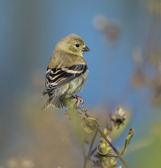 Resident Goldfinch stock up on the abundant seeds in the prairie. ©Carol Freeman.