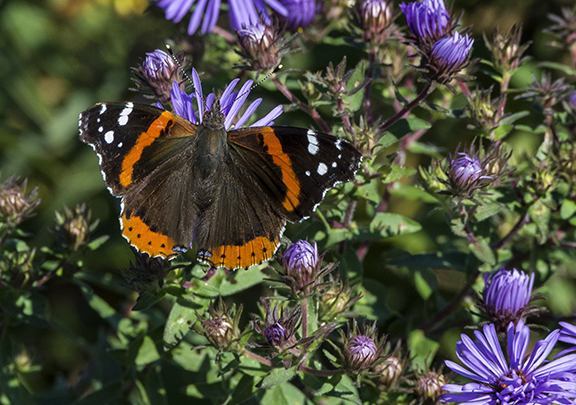 PHOTO: Red Admiral butterfly.