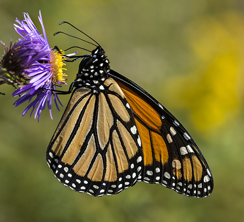 PHOTO: Monarch butterfly.