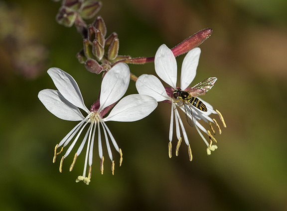 Gaura flowers still attract hover flies. ©Carol Freeman