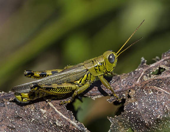 Grasshoppers dance from plant to plant. ©Carol Freeman