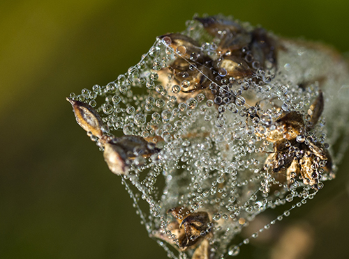 Seed heads magically transformed with early morning dew. ©Carol Freeman