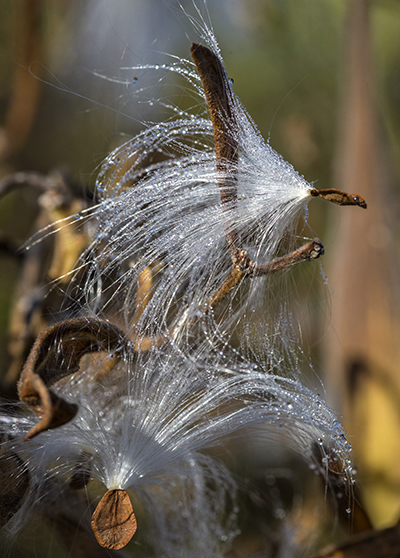 Dewy milkweed seeds blow in the wind. ©Carol Freeman