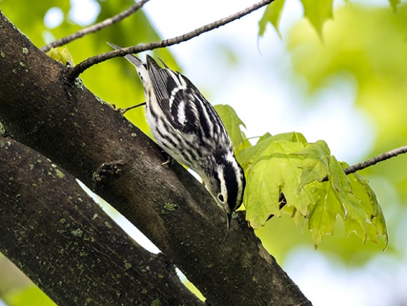 PHOTO: Black-and-white warbler.