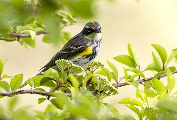 PHOTO: Yellow-rumped warbler.