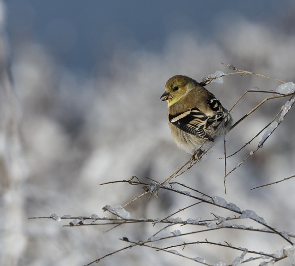 Goldfinch in toned-down winter plumage, enjoying seeds on Dixon Prairie.
