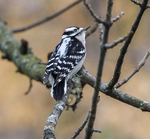 Tap, tap, tap, I heard the Downy woodpecker before I saw him. 