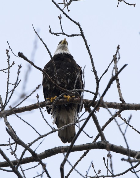 What a surprise to find this adult bald eagle sitting in a tree just next to the Plant Science building!